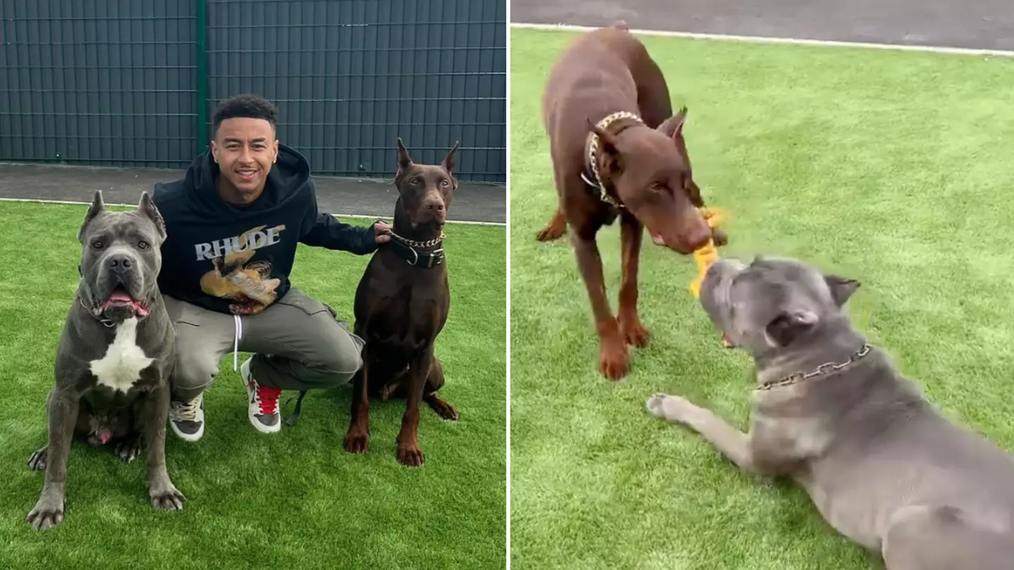 Jesse Lingard slammed for showing off dogs with 'mutilated' ears