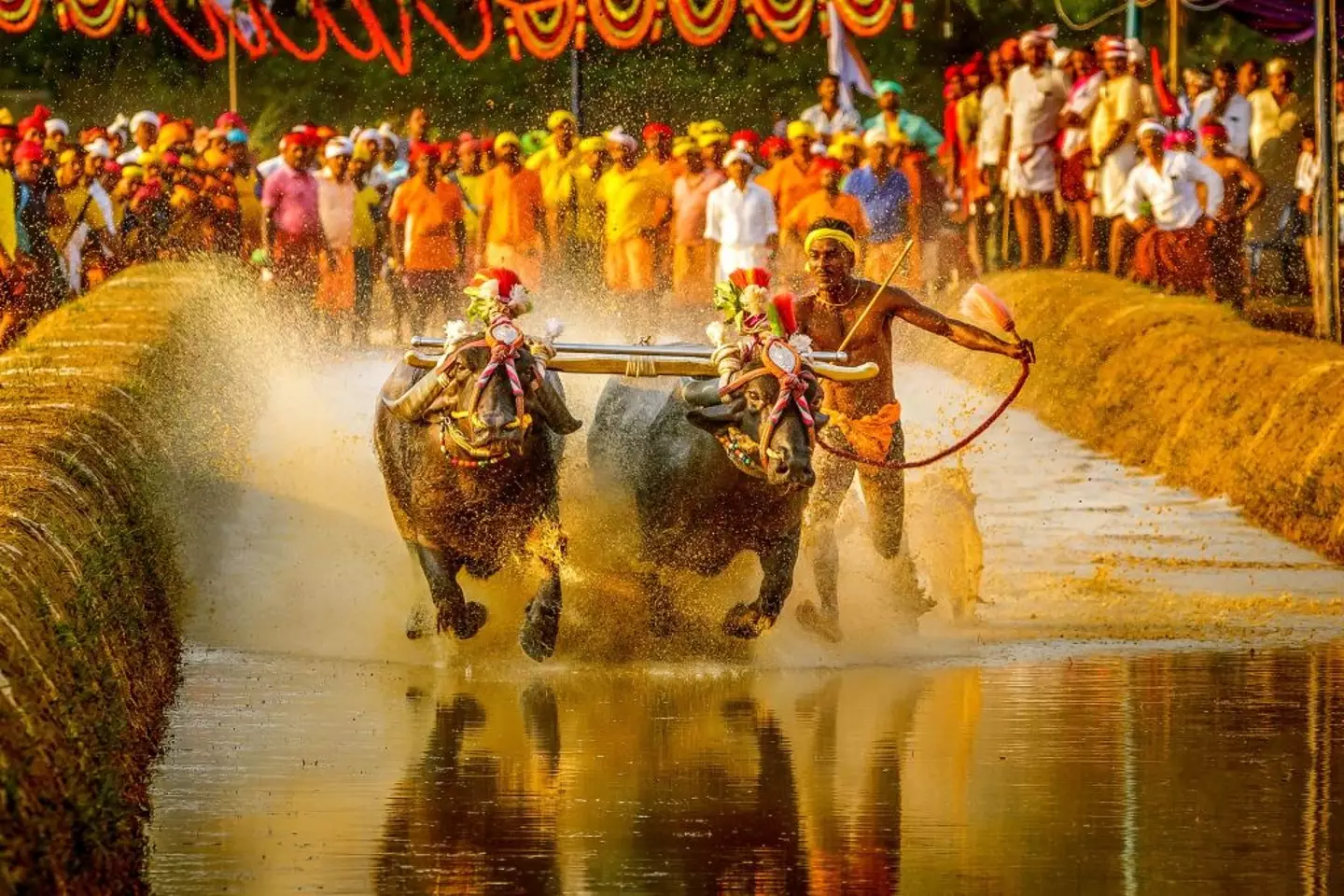 Srinivas Gowda pictured during a Kambala race (Image: Getty)