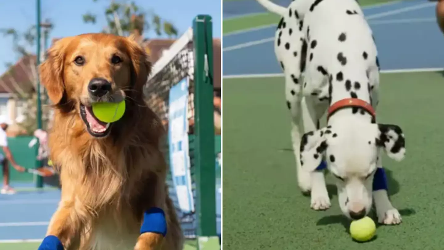 Plan To Replace Wimbledon Ball Boys And Girls With Dogs Failed After They Refused To Give The Balls Back