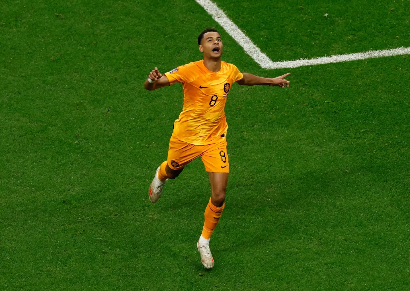 Gakpo celebrates scoring against Qatar. Image: Alamy