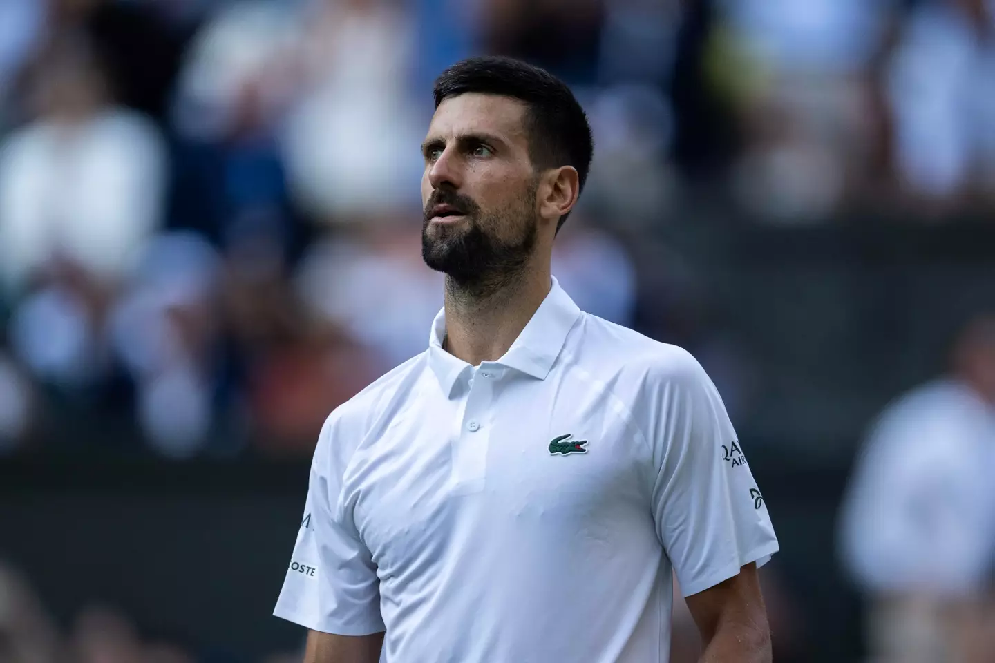 Novak Djokovic is chasing his eighth Wimbledon title. Image: Getty