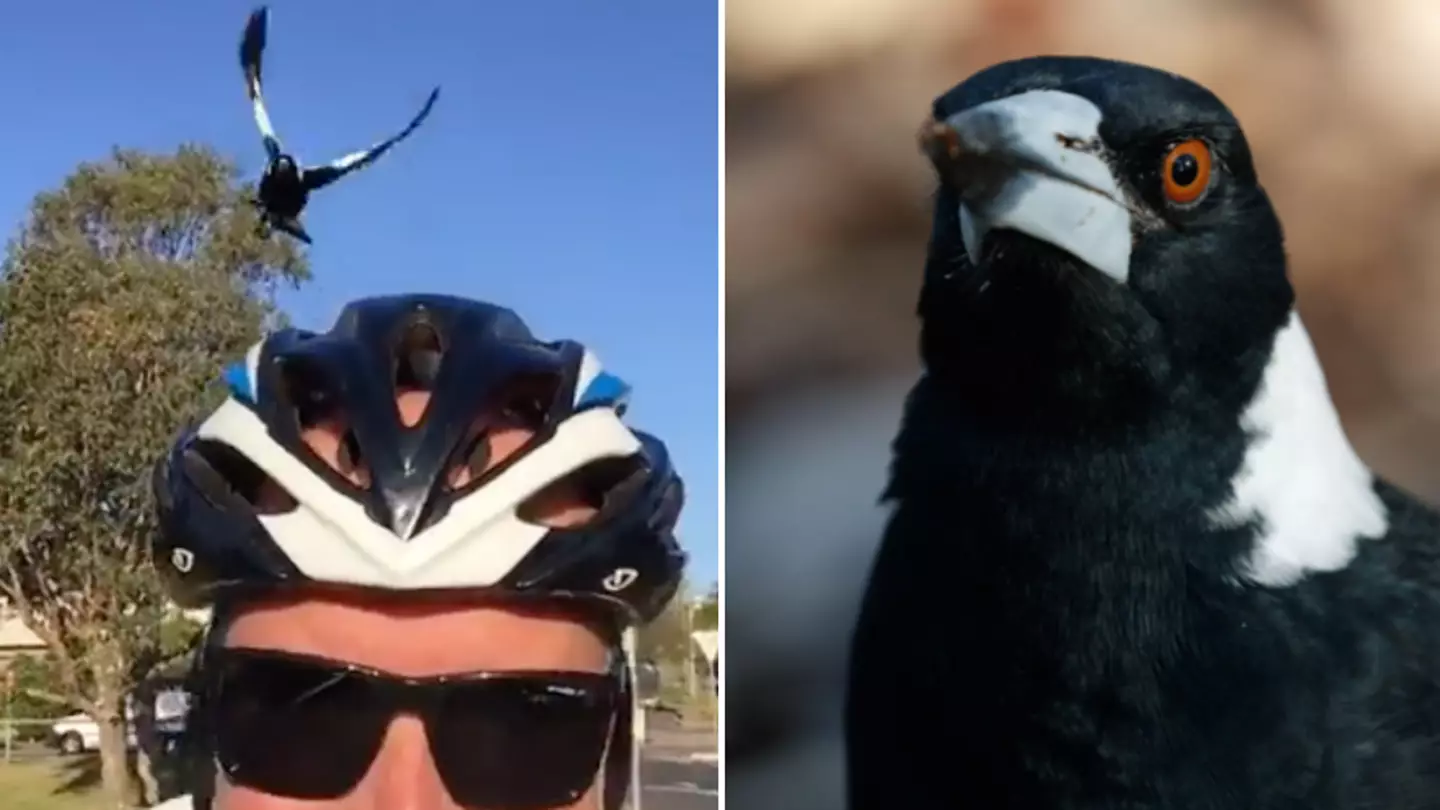 World championship cyclists attacked by swooping magpies in Australia