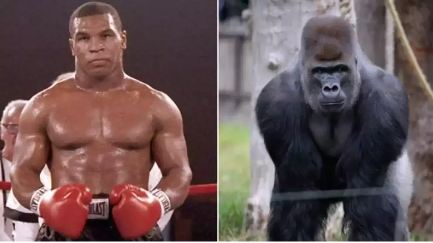 Mike Tyson tried to fight a silverback gorilla for $10,000