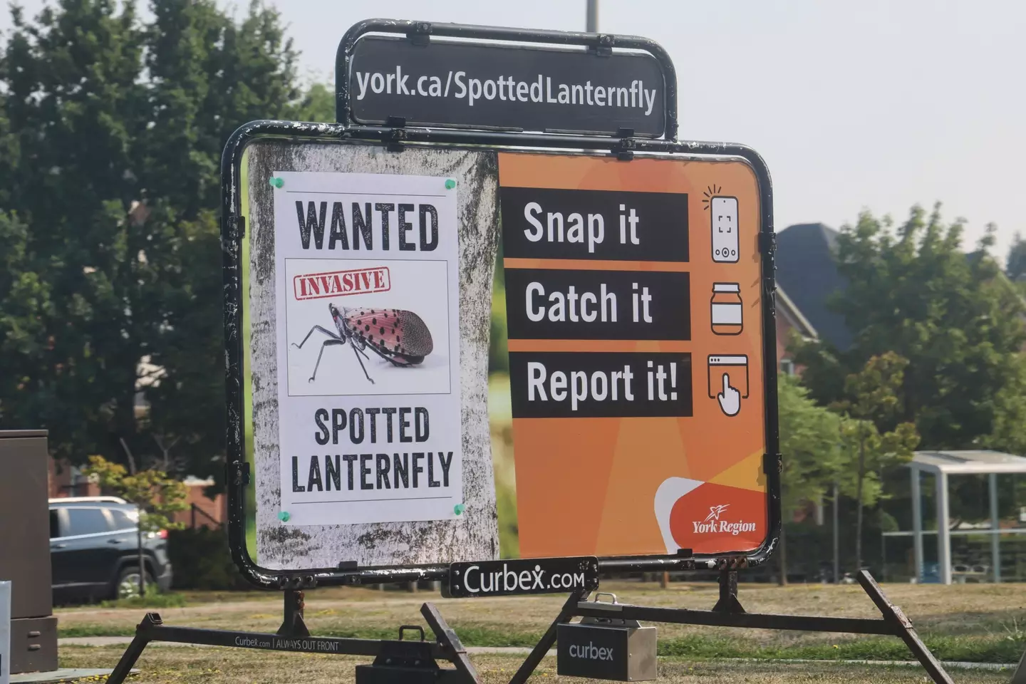 It's mating season for lanternflies and they're set to cause havoc at the US Open / Photo by Creative Touch Imaging Ltd./NurPhoto via Getty Images