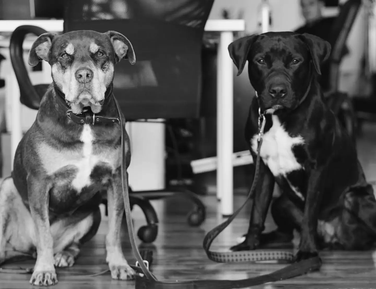 Lua pictured with another of Brady's dogs, Onyx, in 2019 (Image: Instagram/Tom Brady)