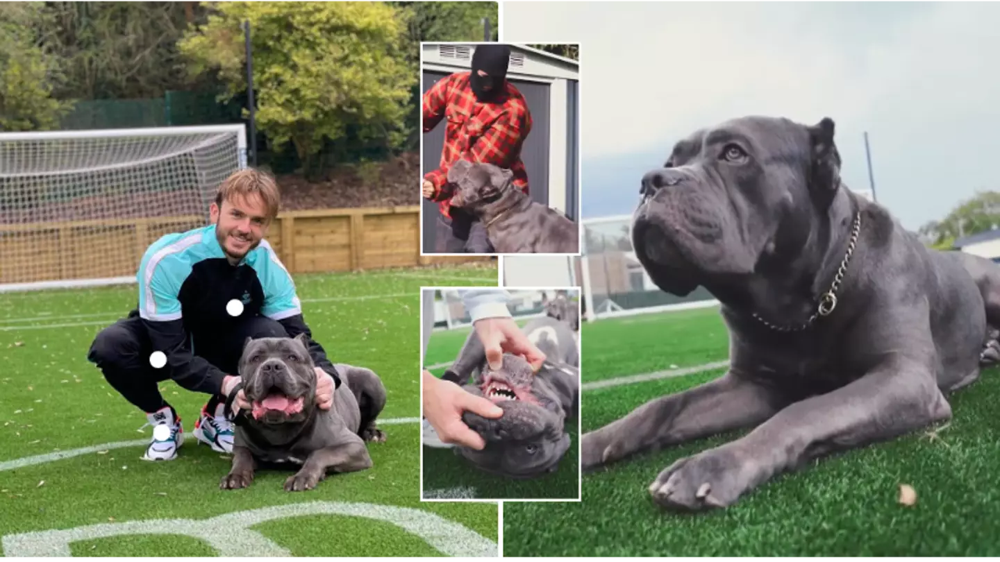 Footage of James Maddison's family protection dog emerges after Jack Grealish burglary