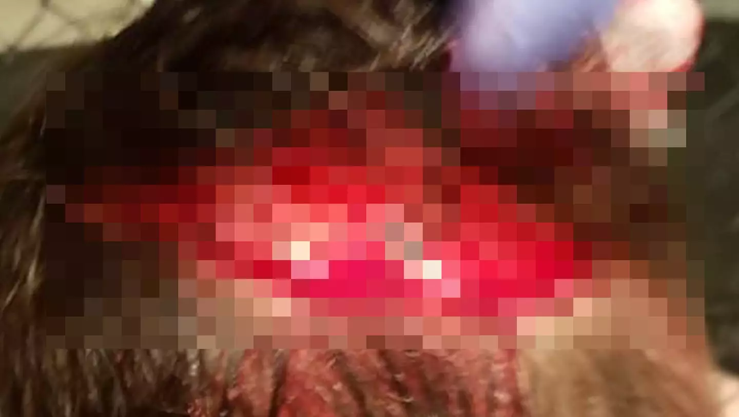 He reportedly hit his head on an exposed cage bracket (Image: MyMMANews)