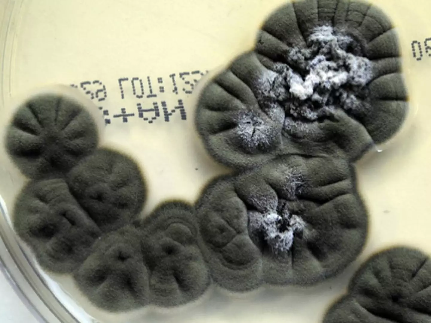 University of Adelaide