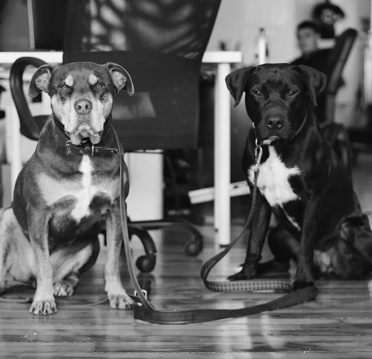 The new dog, Junie, was created by using blood extracted from Lua before her death (Instagram/tombrady)