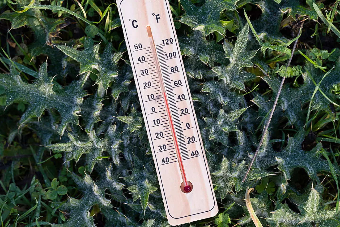 Many Google Pixel users forget about the Thermometer app (Jonathan Raa/NurPhoto via Getty Images)