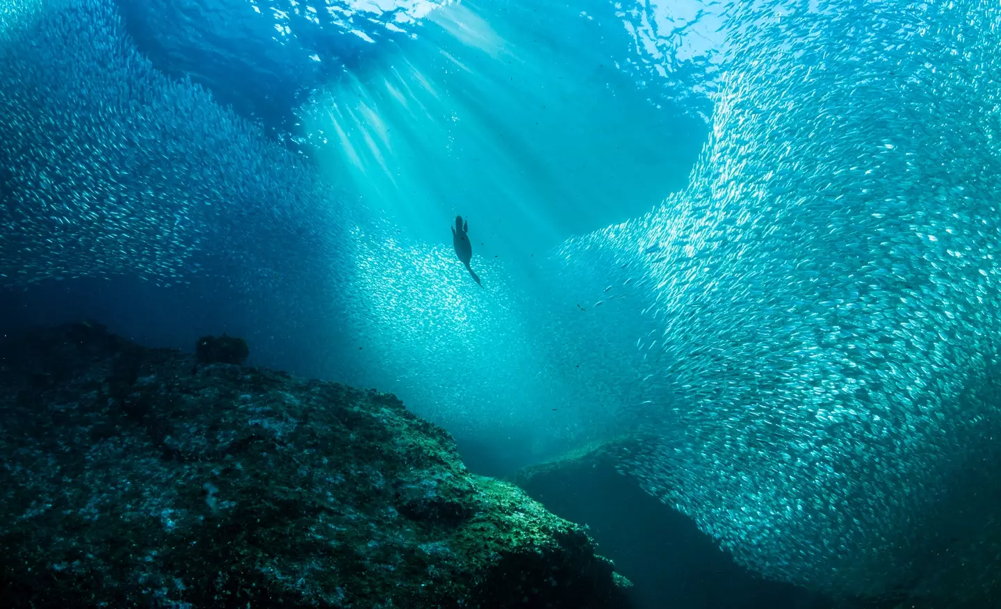 It's hard to put into words how big the Pacific Ocean is (by wildestanimal / Getty)