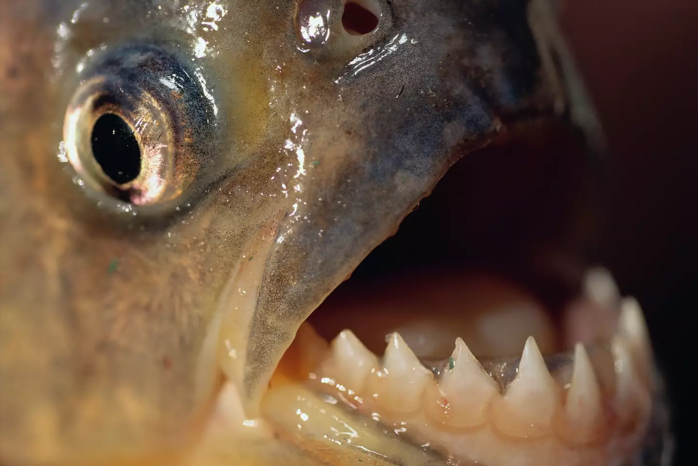 Piranhas tend not to go directly for humans and other living things, but they could tear you apart if they wanted (Getty Stock)