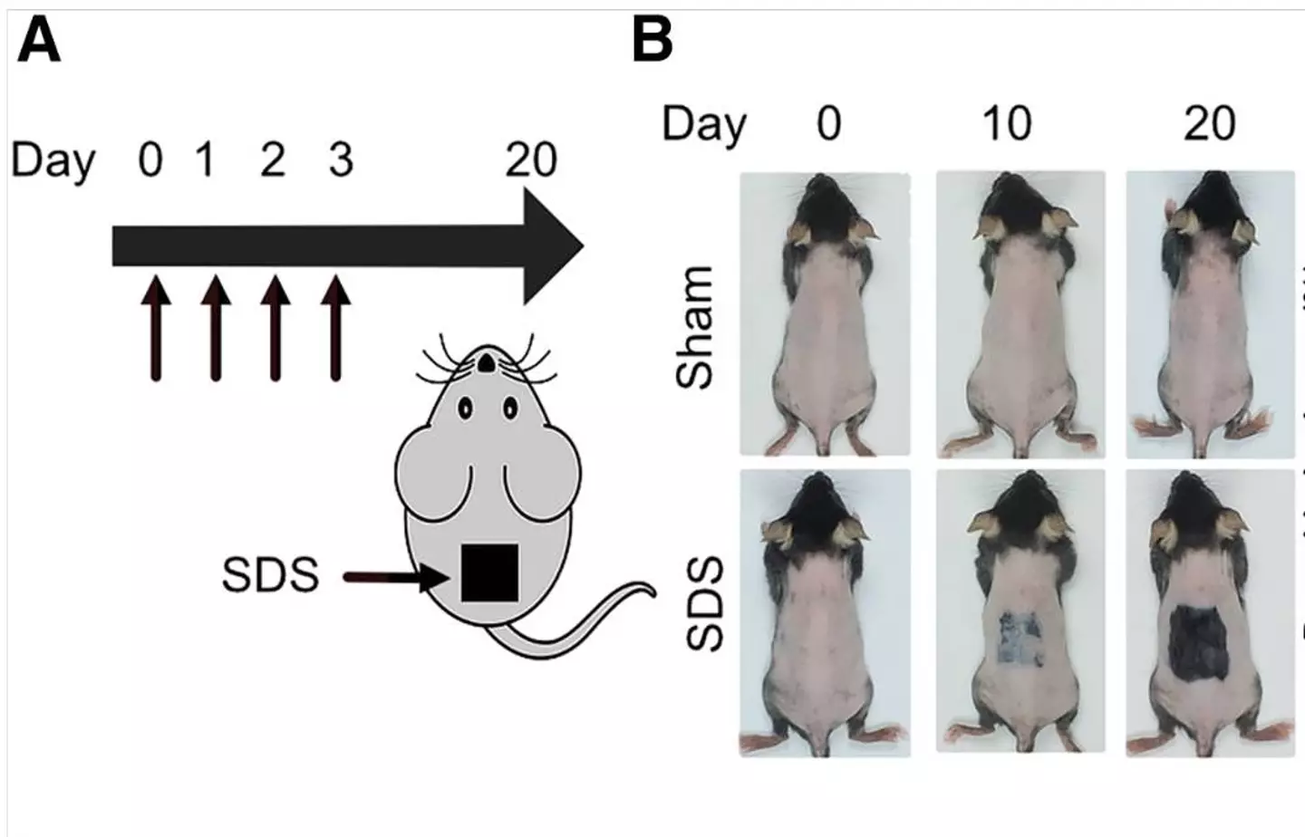 The 'miracle' serum could soon be available for humans (Cell Metabolism)