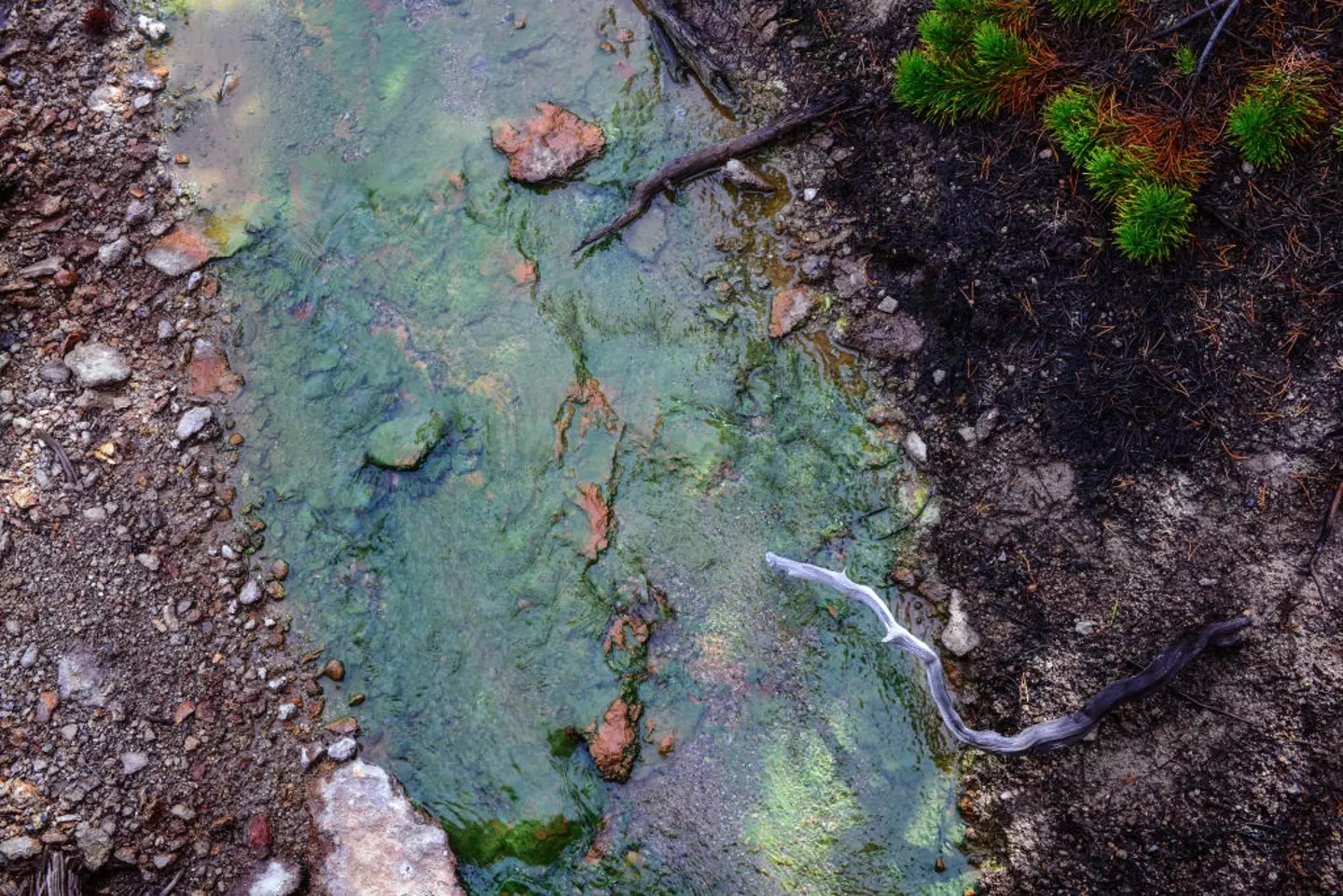 Colin and Sable ventured away from the safety of the boardwalk for an illegal swim (Nano Calvo/VWPics/Universal Images Group via Getty Images)