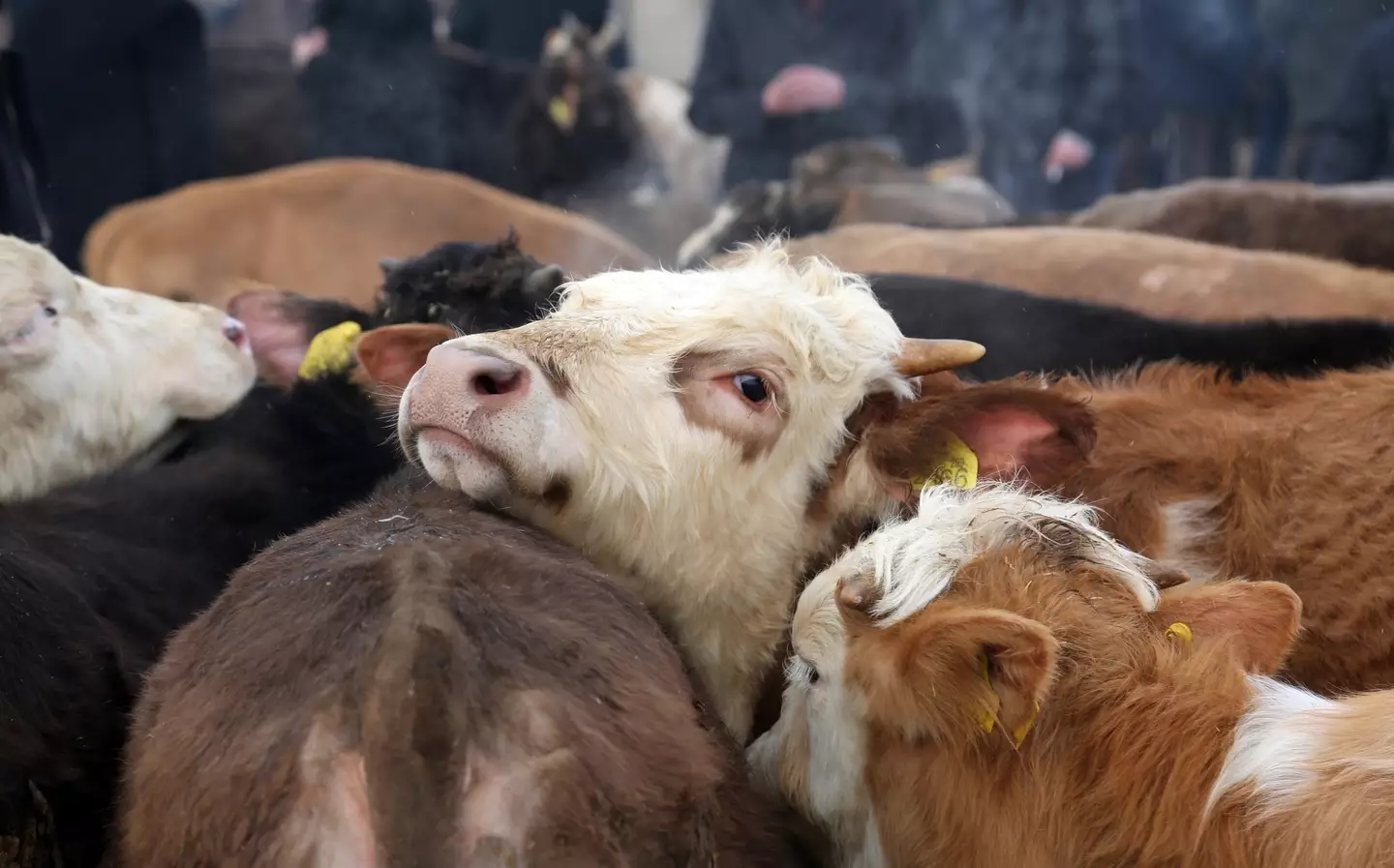 Users of the app thought they were investing in Turkish farms (Omer Serkan Bakir/Getty Images)