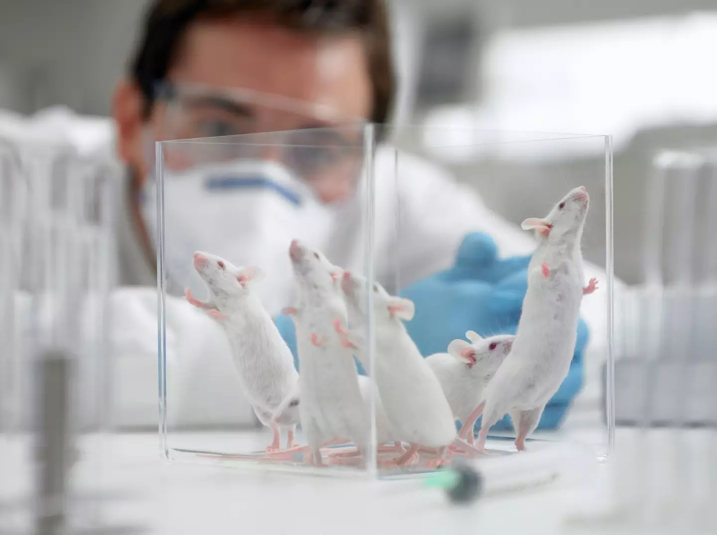 The team tested out their tech on mice (Adam Gault/Getty Images)