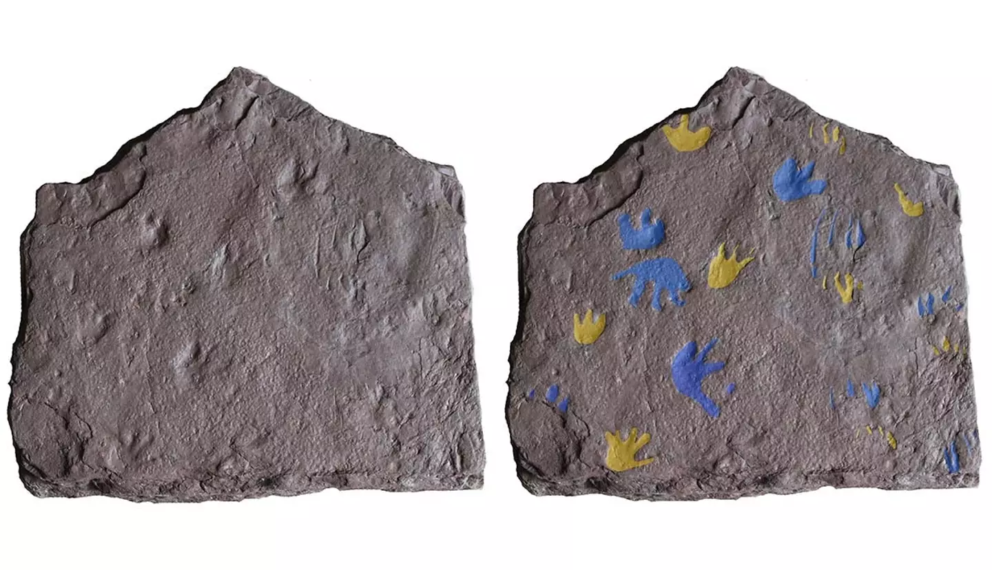 The footprints date back to millions of years ago (Grzegorz Niedzwiedzki)