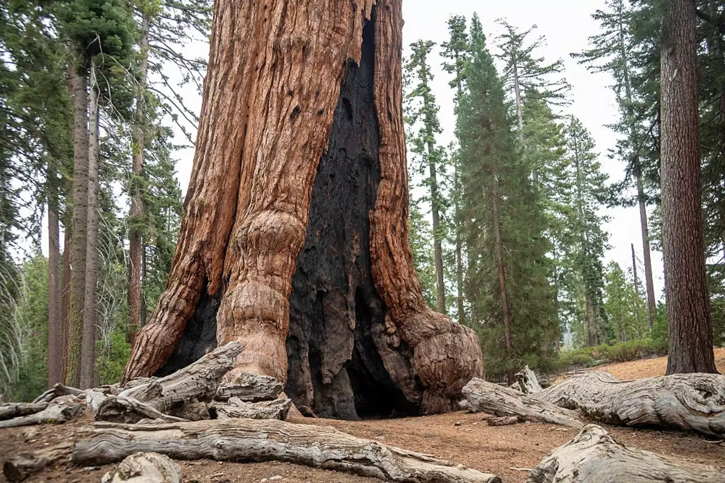 Mariposa Grove of Giant Sequoias at Yosemite National Park, California (Getty Images)