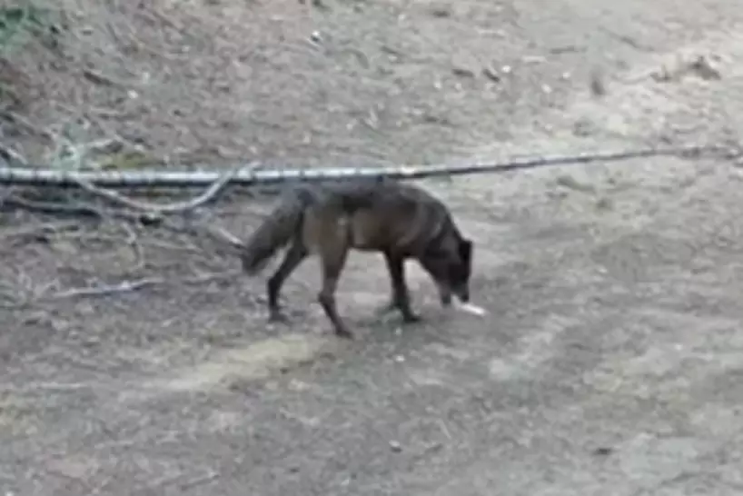 A grey wolf has been spotted in Los Angeles for the first time in over a century (California Department of Fish and Wildlife)