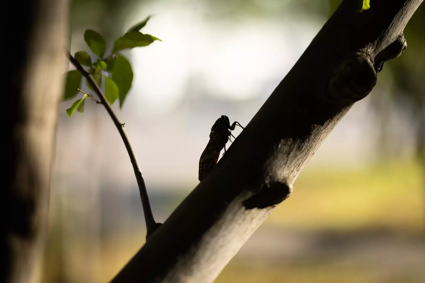 The US faces a storm of cicadas.