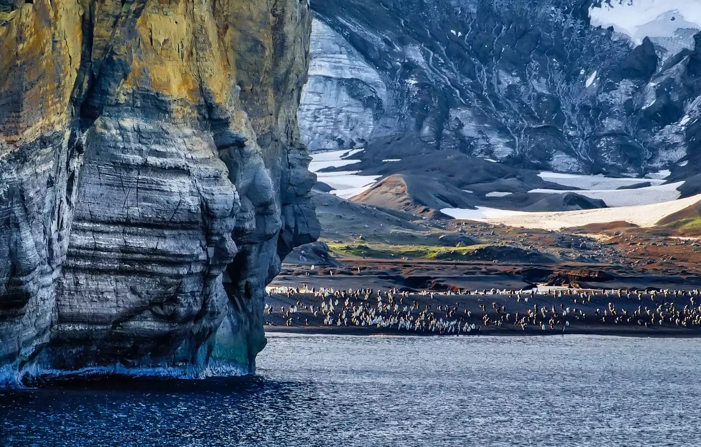 The plants in Antarctic have been growing more dense and at a greater speed in recent years.