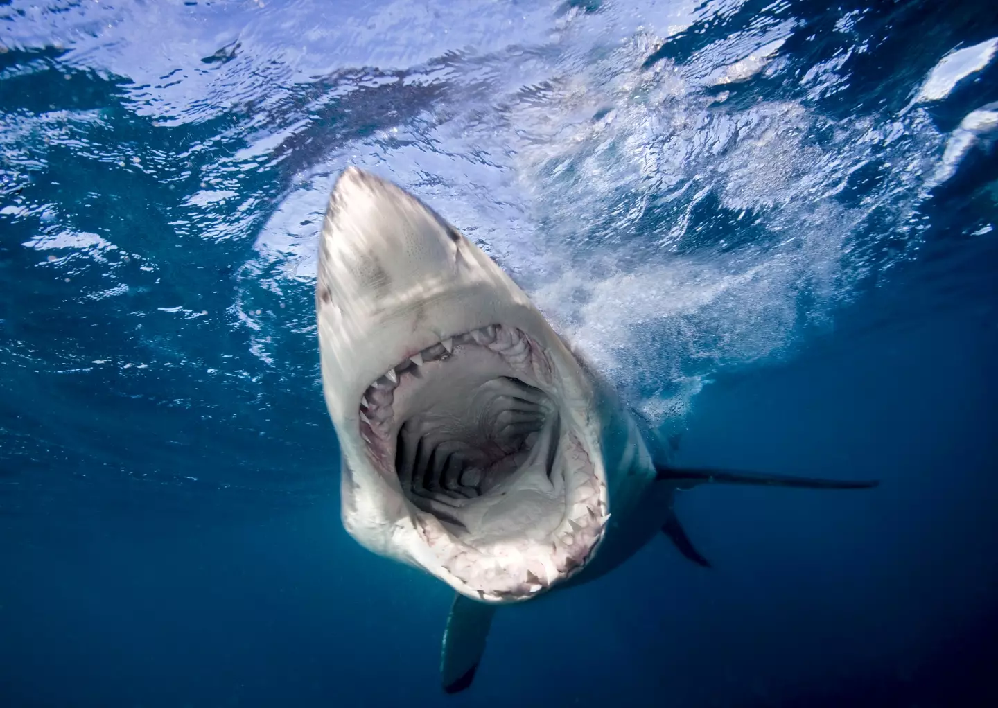 A diver was stunned when a shark swallowed his GoPro (Stephen Frink/Getty Images)