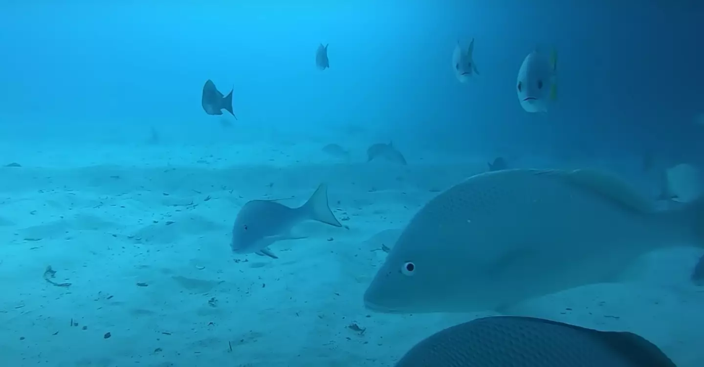 Curious fish investigating the camera (Odysseas Froilan/YouTube)