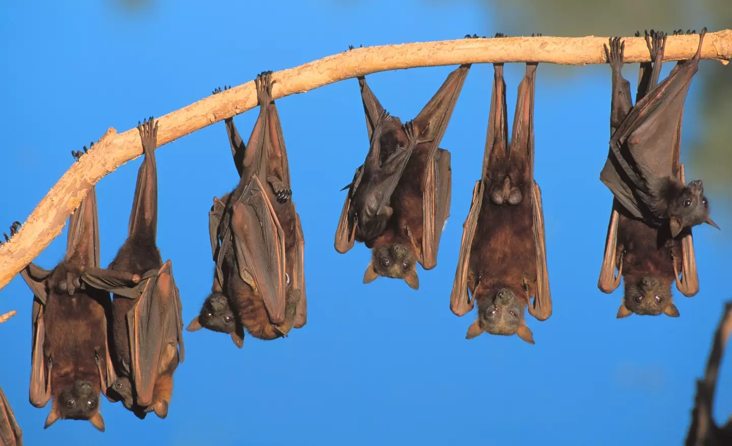 Four animal markets in Wuhan were selling species known to be susceptible to bat viruses in late 2019. (John Carnemolla/Getty)