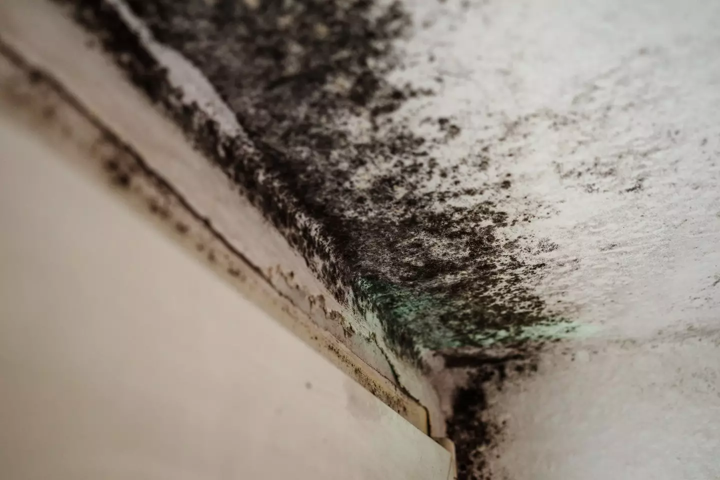 Black mold is something that many renters have to deal with at some point, and it can be far more dangerous than you might think (Getty Stock)