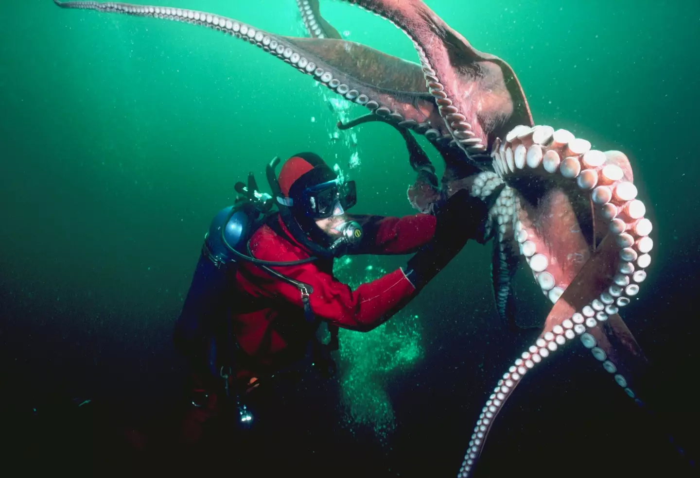 Move over humans, this world belongs to the octopuses (Stuart Westmorland / Getty)