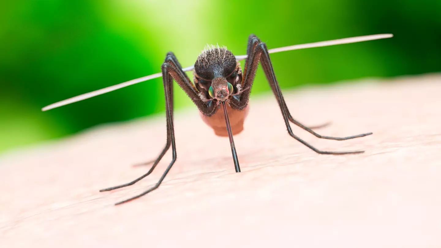 Chikungunya is spread through mosquitoes and causes excruciating joint pain in the hands and feet. (SCIEPRO/SCIENCE PHOTO LIBRARY/Getty)