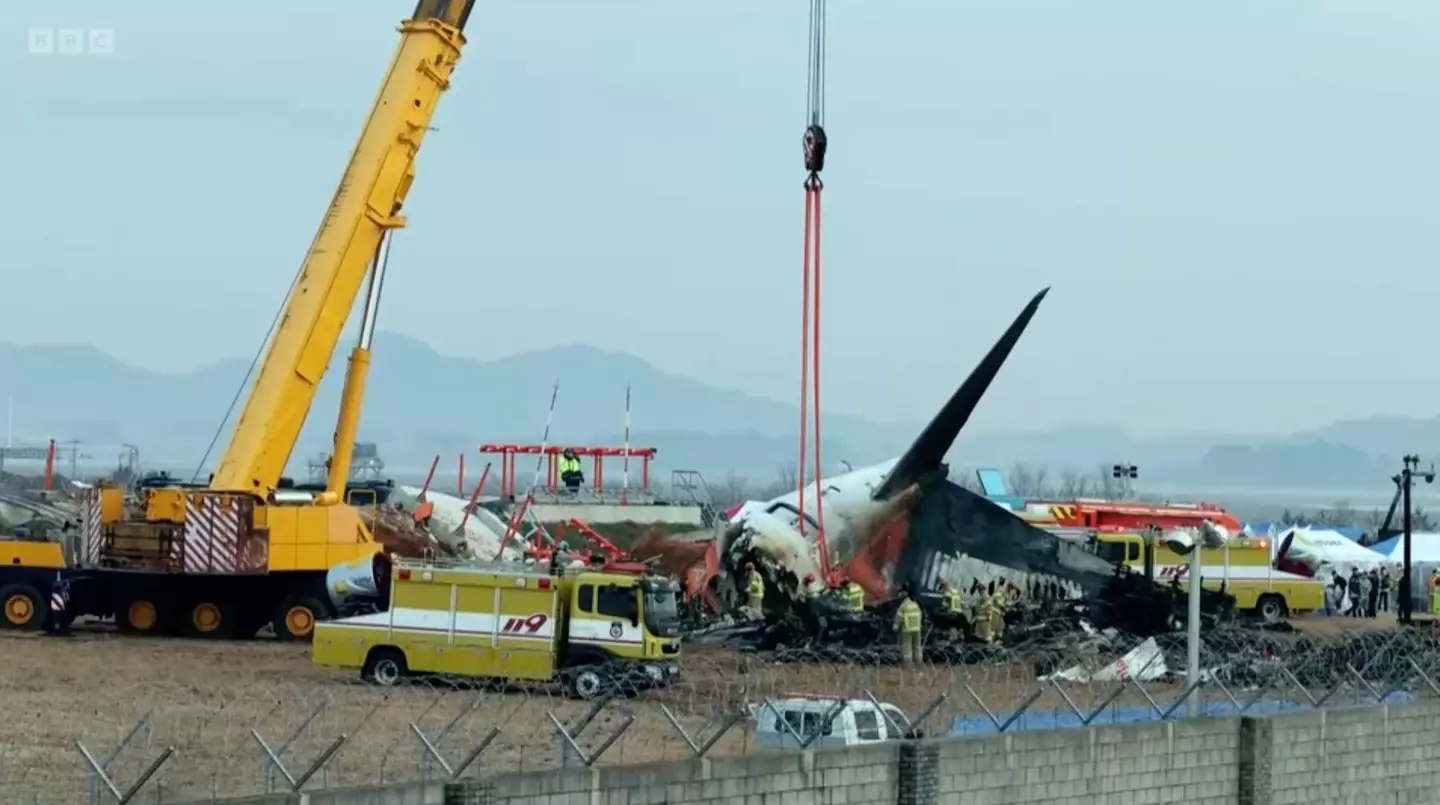 Bird strikes are only growing in number (BBC)