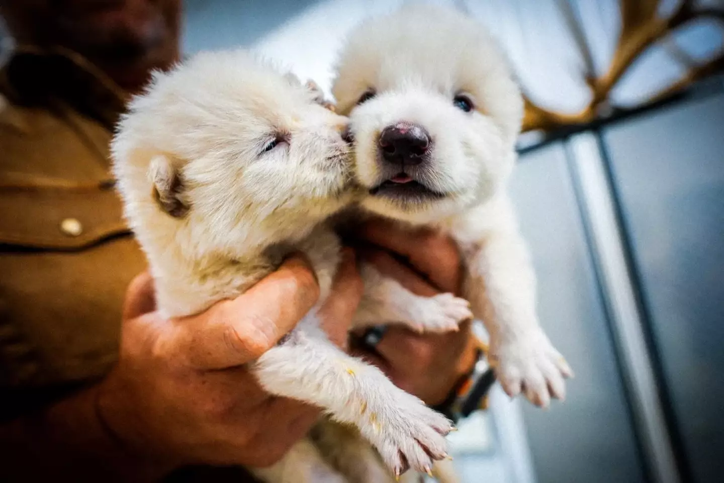 The two male pups, Romulus and Remus, were born in October 2024 / Colossal Biosciences