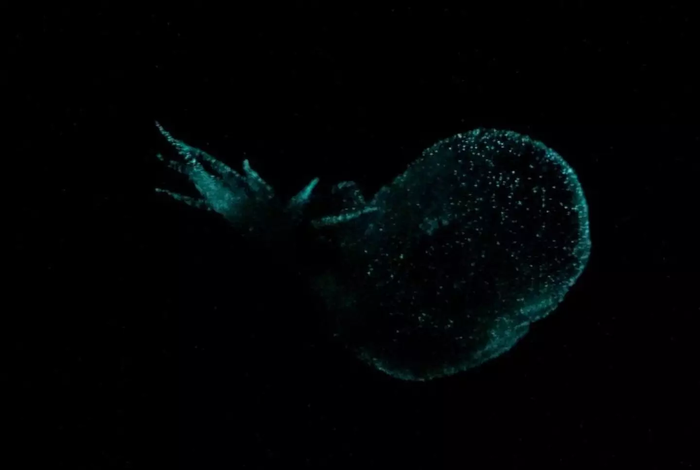 Bathydevius lights up with star-like lights when threatened (MBARI)