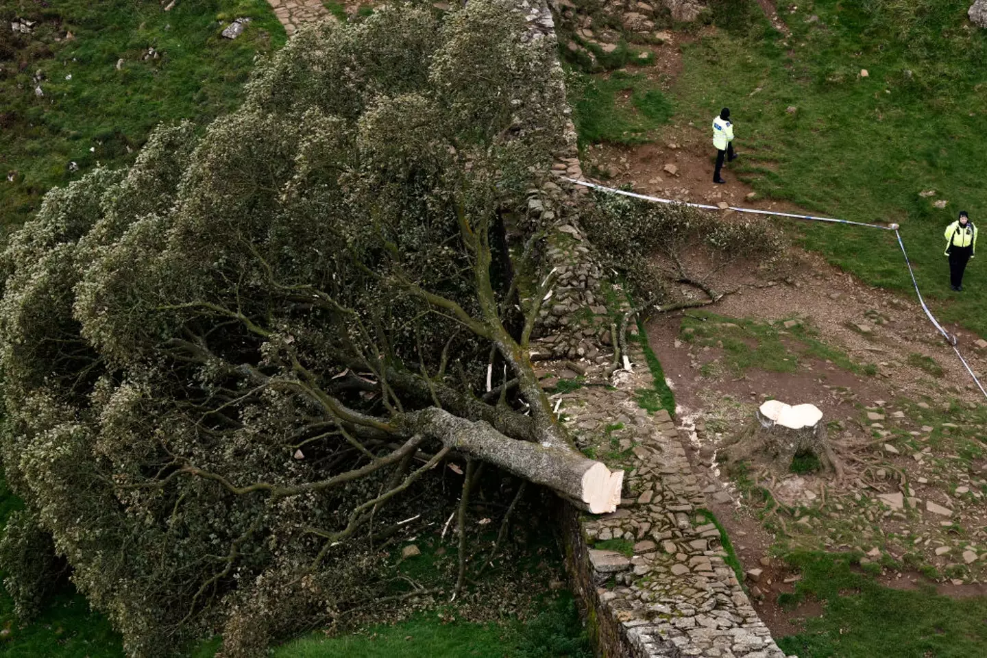 The tree was felled in September 2023 (Jeff J Mitchell / Staff / Getty)