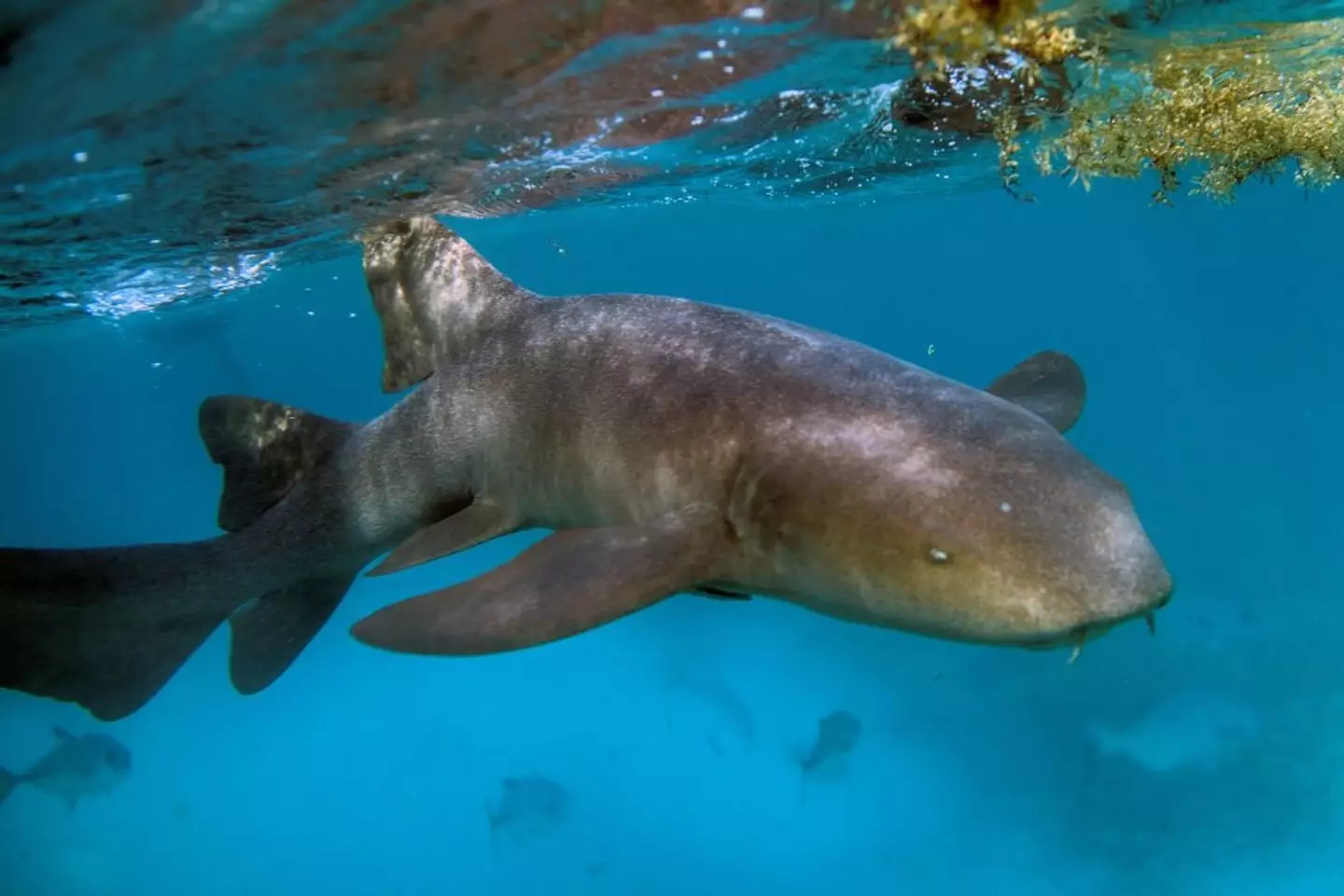 Nurse sharks tend to be tan or dark grey/brown in colour. (PEDRO PARDO / Contributor/Getty