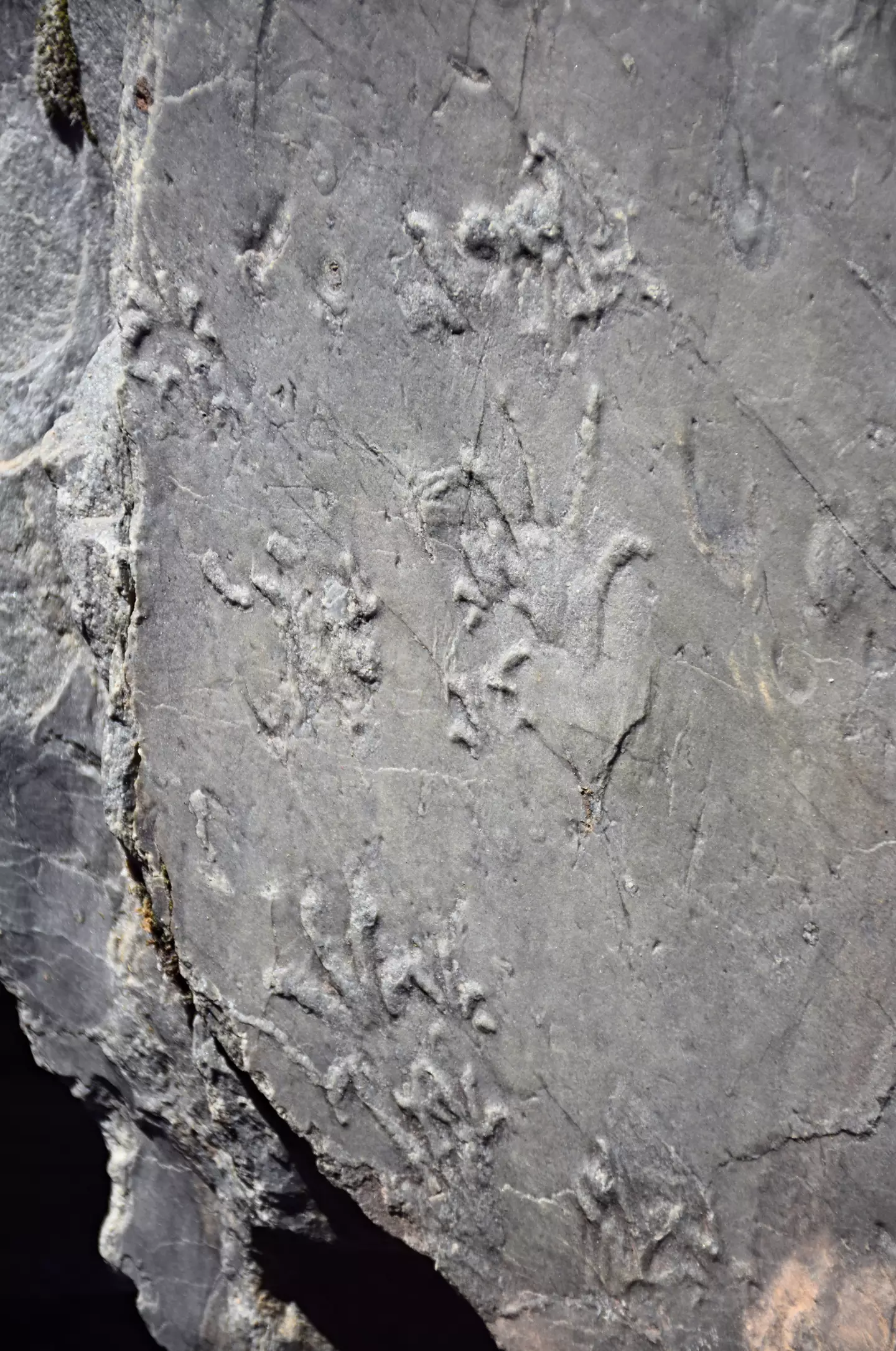 The markings date back to a time before the dinosaurs (Museo di Storia Naturale Milano)