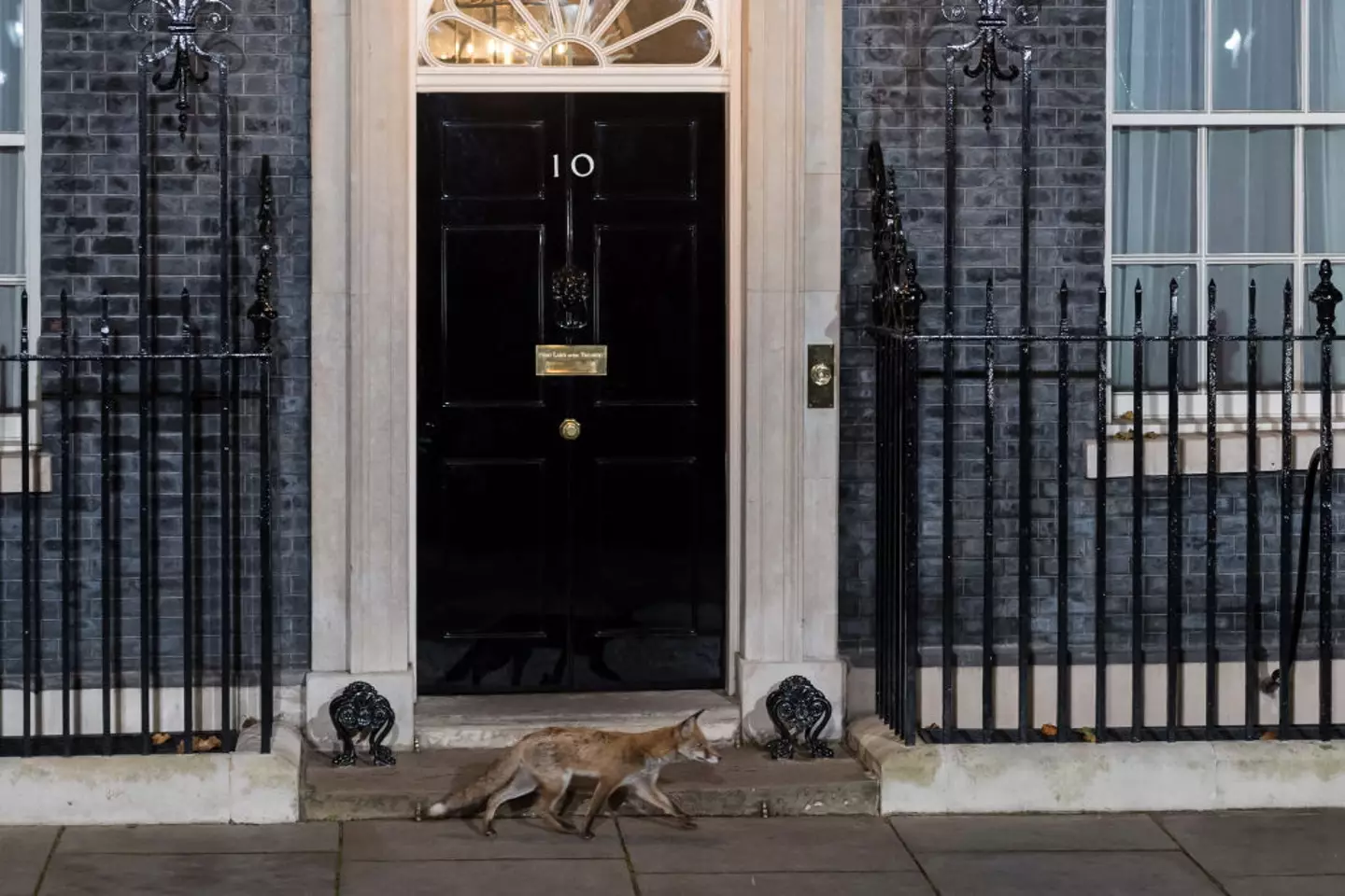 Urban foxes are a regular occurrence in London (Anadolu / Contributor / Getty)