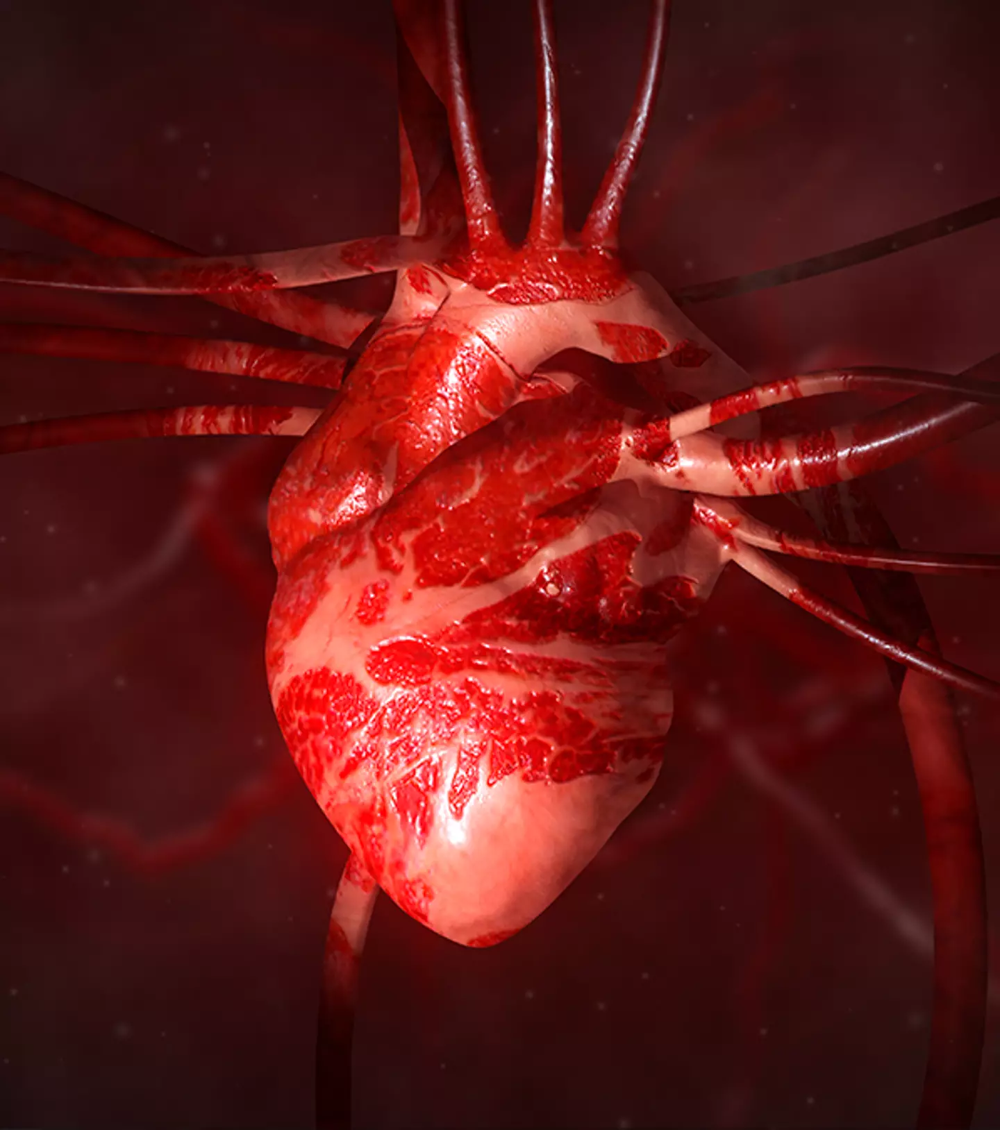 Cardiac muscle is different to other types of muscles in the body / Noctiluxx/SCIEPRO/Science Photo Library/Getty Images