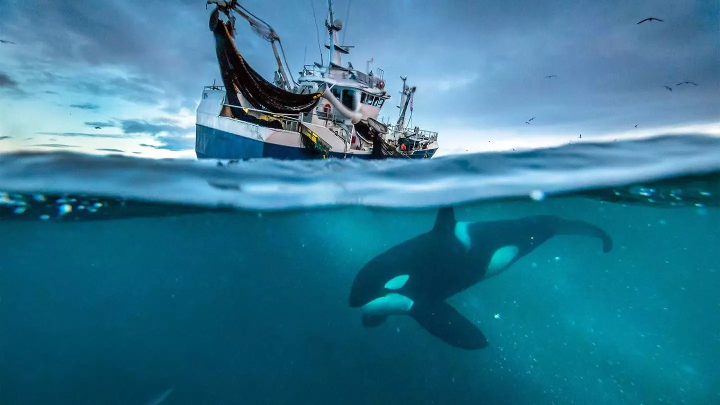 The Pale Blue Dot might not be an accurate name for Earth (BBC)