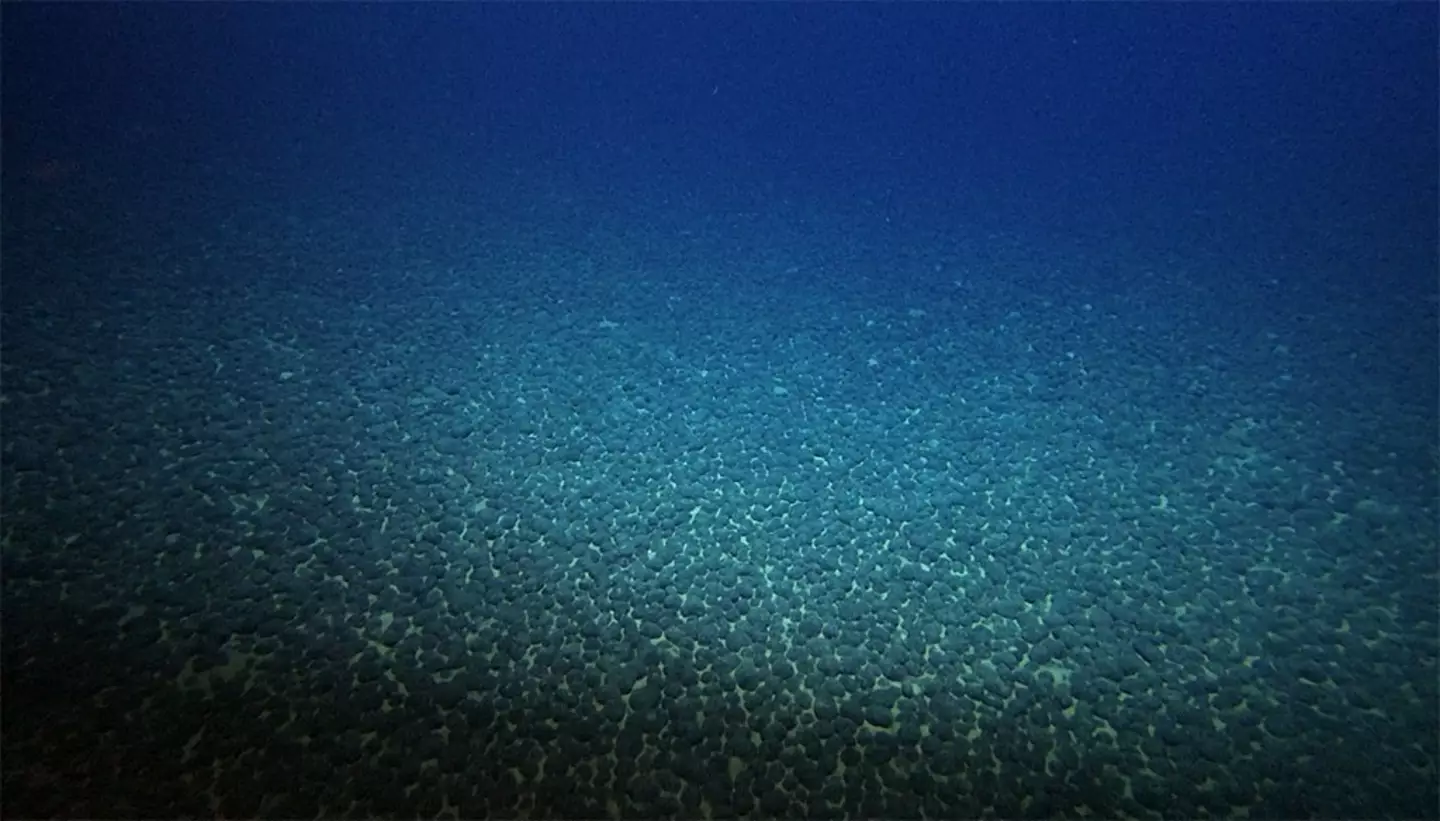 There worries about the environmental impact of mining these deposits (The Nippon Foundation)