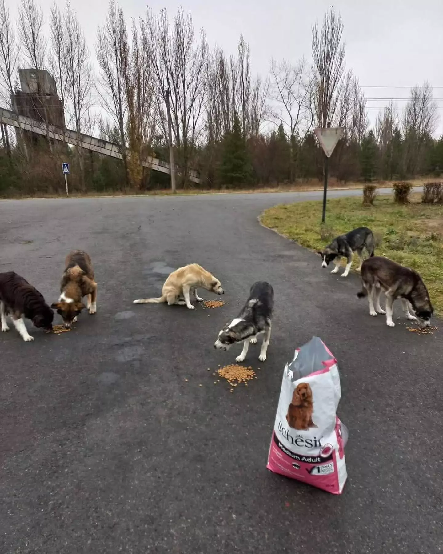 Around 700 dogs live in the exclusion zone (Instagram / Dogs of Chernobyl)