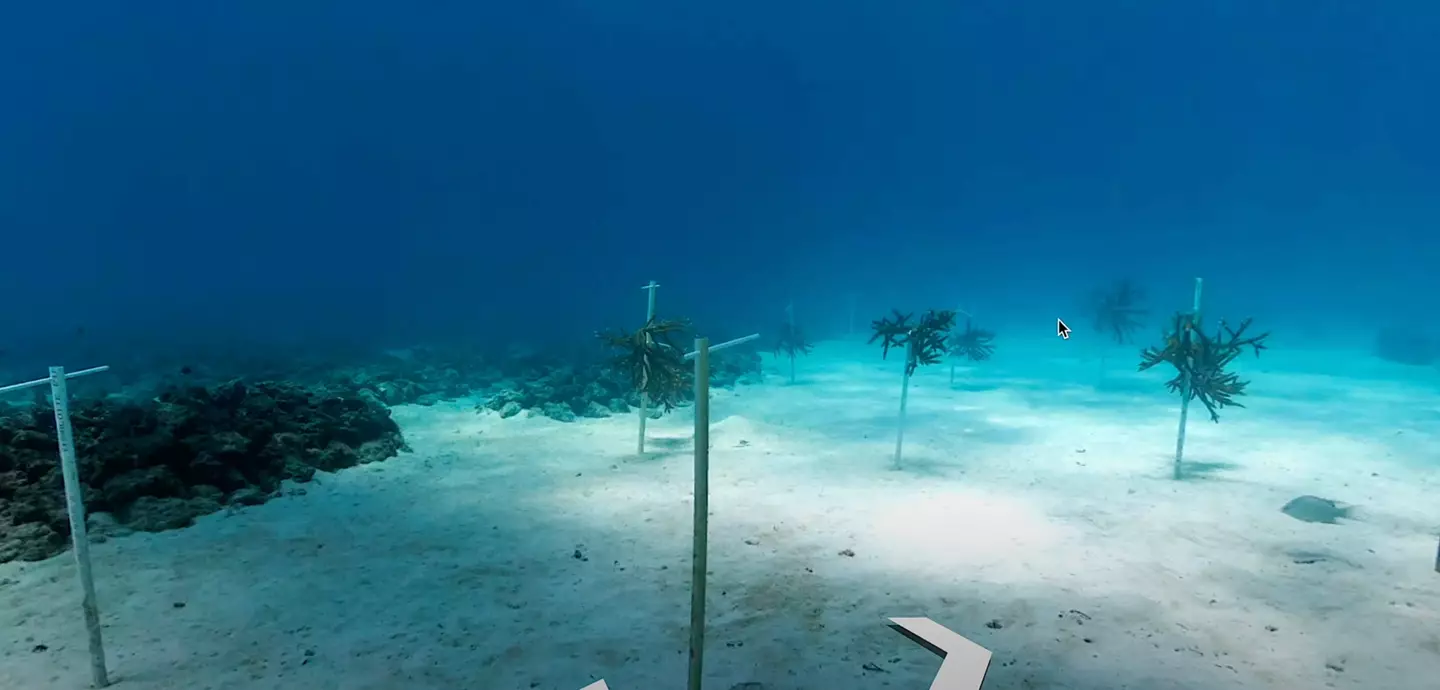 People thought this could be the lost city of Atlantis (Google Earth)