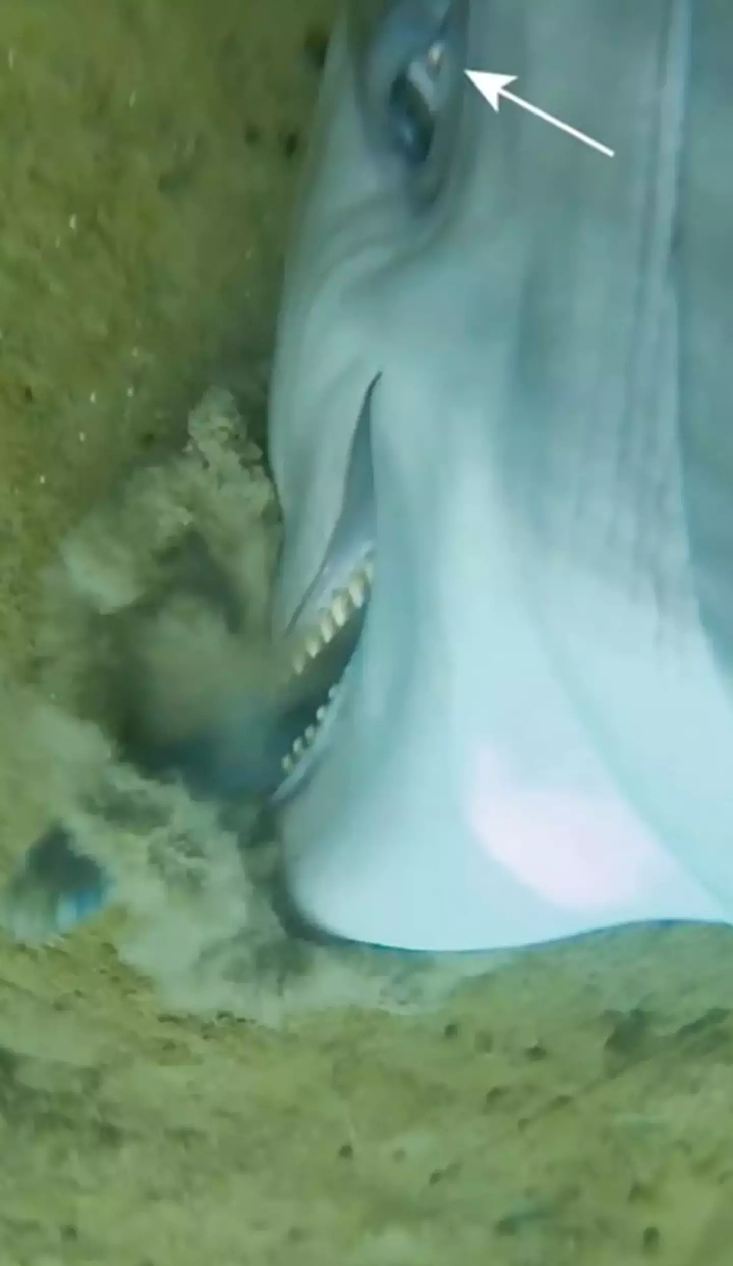 One of the aquatic mammals seen 'drilling' into the sea floor to seize a fish (US Navy/National Marine Mammal Foundation)