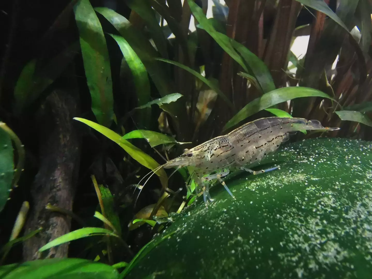 Researchers were alarmed by the narcotics found in the UK's shrimp (PHoyle / Getty)