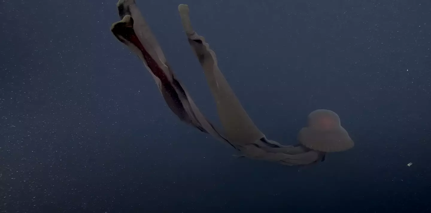 This particular type of jellyfish has only ever been seen around 100 times (YouTube/@MBARIvideo)