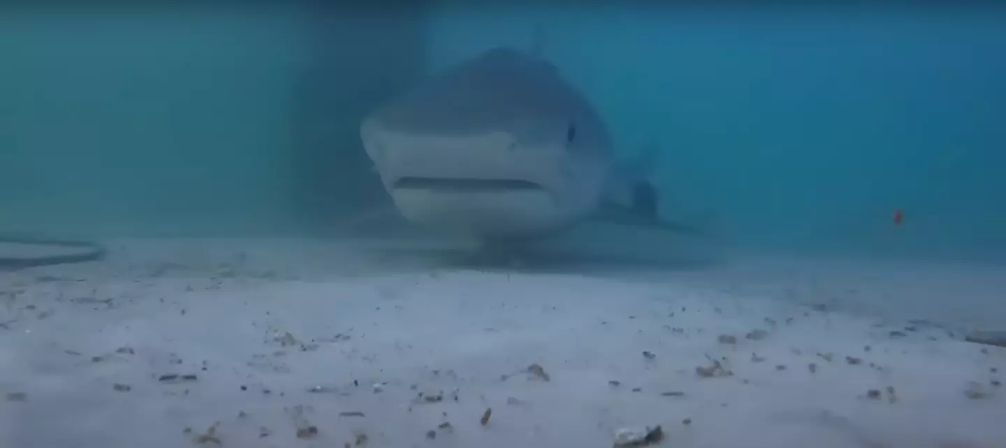 The YouTuber captured footage of tiger sharks lurking at the end of the pier (YouTube/@AnglerUpTv)