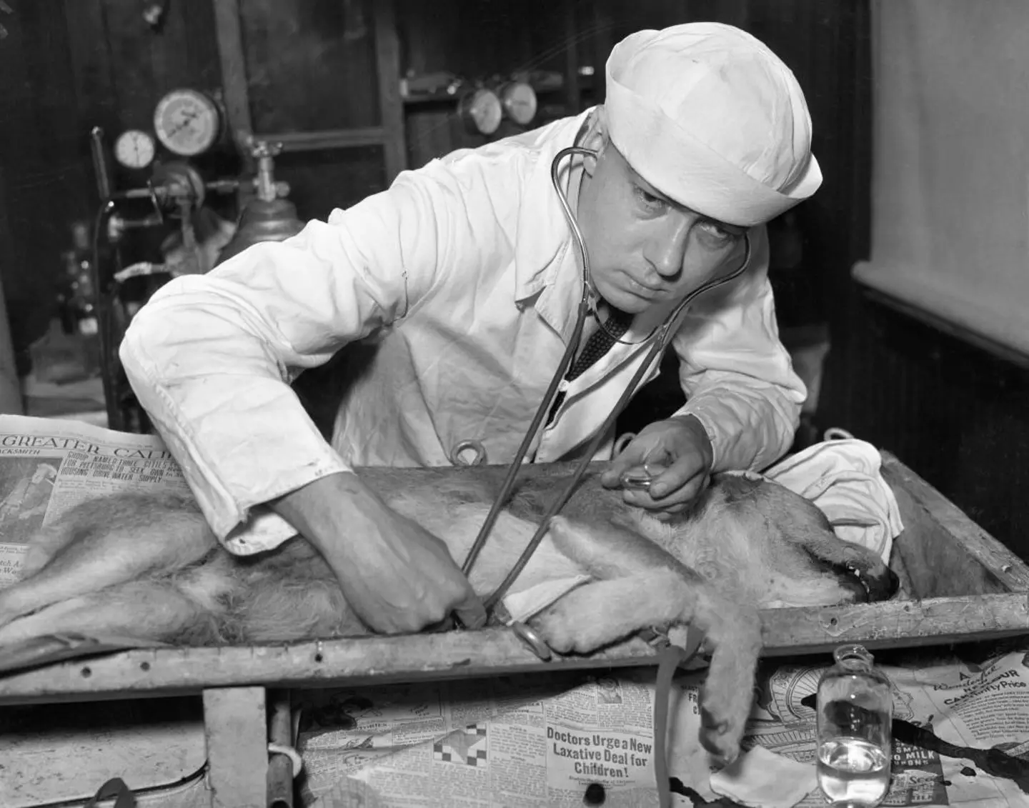 Dr Robert E. Cornish used a 'see-saw' method to successfully bring dogs back to life (Bettmann Archive / Getty Images)