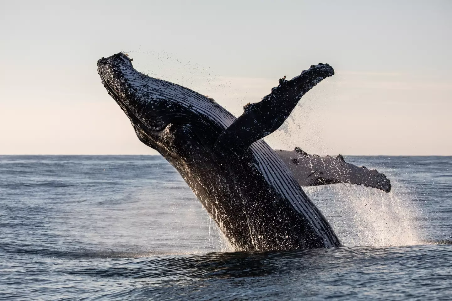 The study found that humpback whales target humans they perceive as non-threatening and engage in playful behaviour. (Marnie Griffiths/Getty)