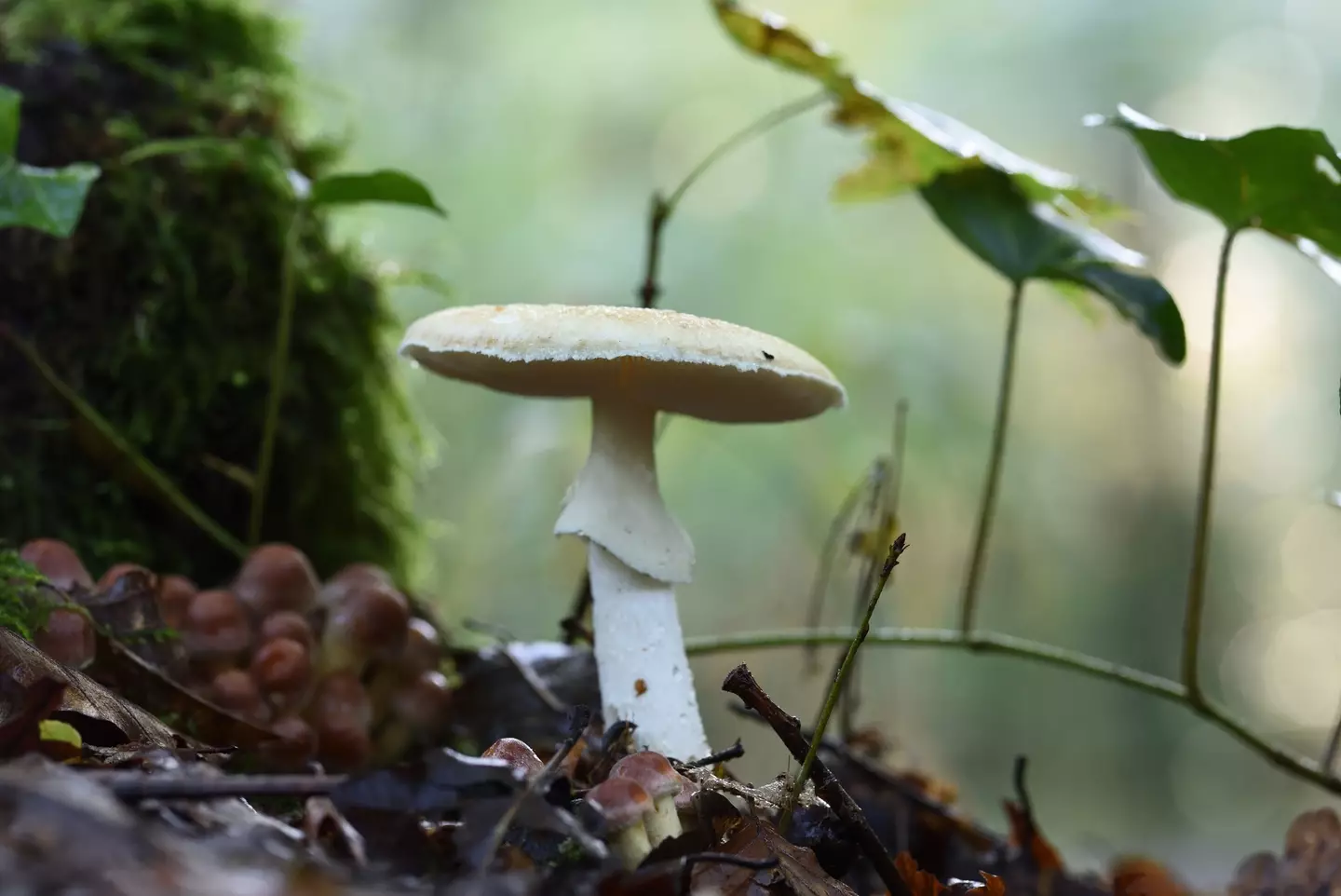 Three people at the meal later died from death cap mushroom poisoning (Albert Fertl/Getty Images)